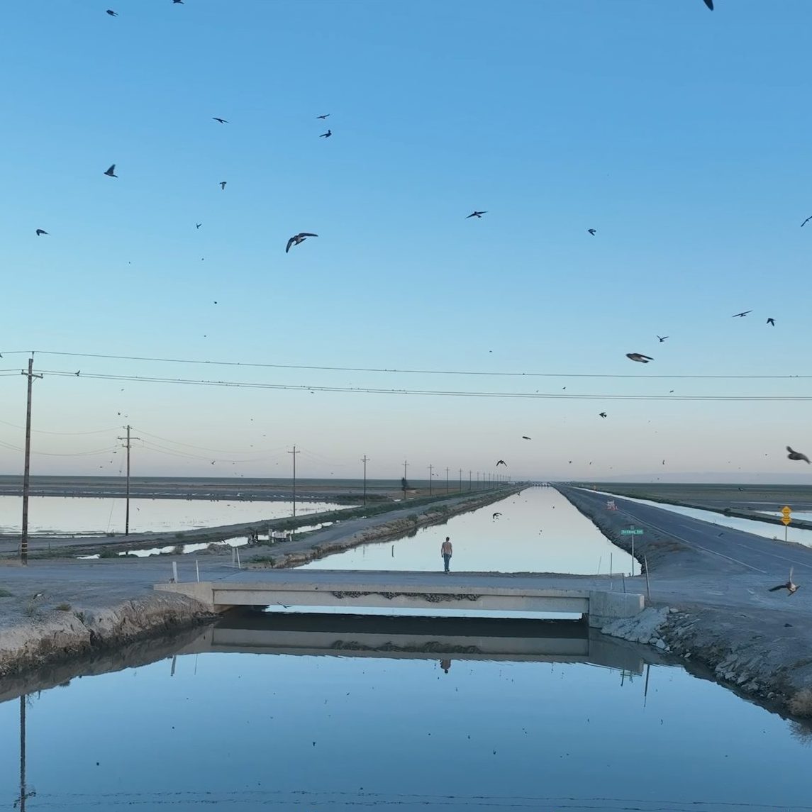 A canal surrounded by roads and utility poles stretches into the distance, with birds flying over the water under a clear blue sky. Yellow text overlays with the words "It is worse, much worse, than you think". From David Longstreth, Dirty Projectors, and s t a r g a z e’s 2025 video “Uninhabitable Earth, Paragraph One.”