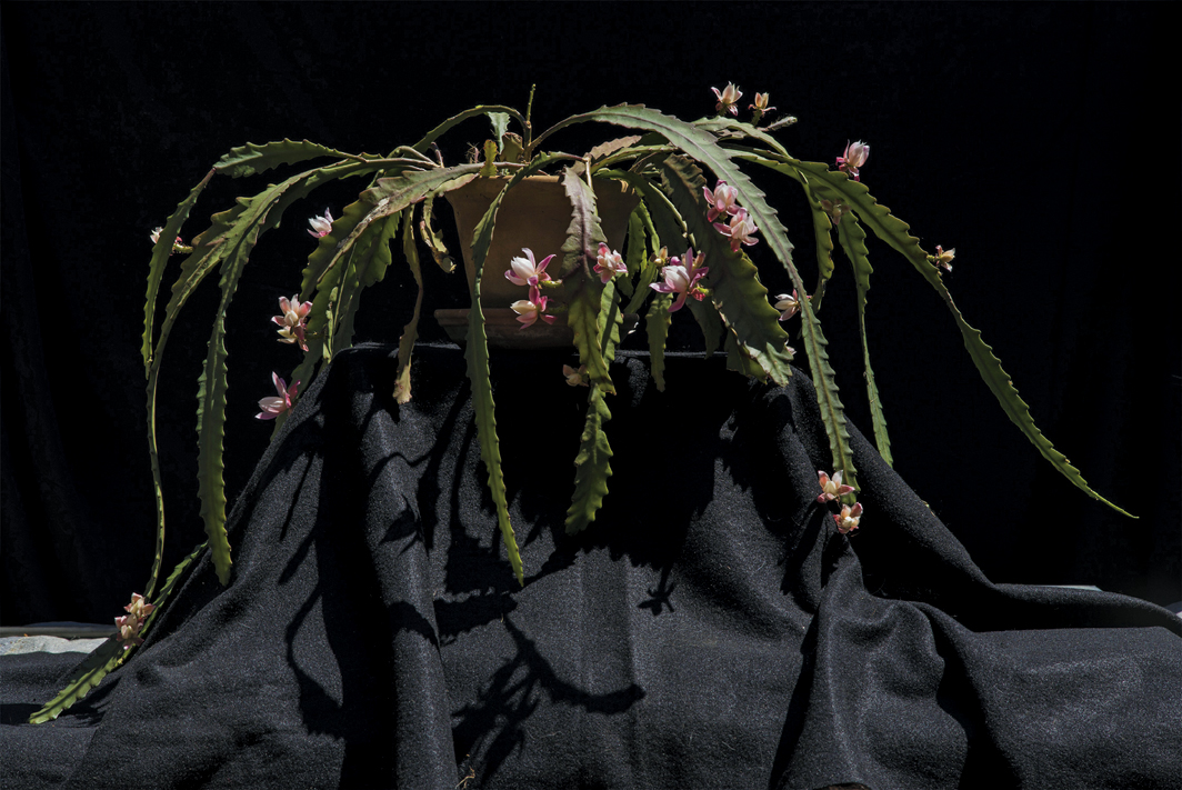 Luciano Perna, April 22 2020 6:46 pm Schlumbergera, 2020, ink-jet print, 17 × 22".