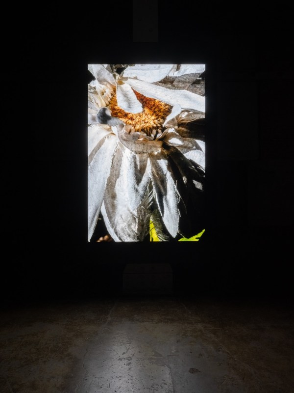 Oto Gillen, Eleventh Avenue, 2025, two-channel 4K video, color, silent, 408 minutes; 372 minutes.